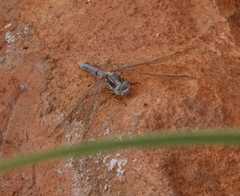 Orthetrum caffrum