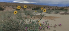 Helianthus petiolaris canescens