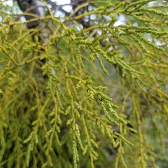 Misodendrum punctulatum