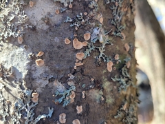 Aleurodiscus amorphus