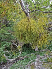 Misodendrum punctulatum