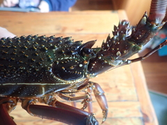 Sagmariasus verreauxi