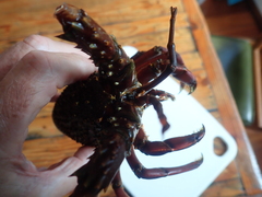 Sagmariasus verreauxi