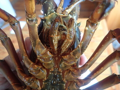 Sagmariasus verreauxi