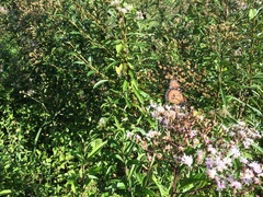 Danaus eresimus