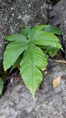 Tectaria polymorpha