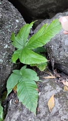 Tectaria polymorpha