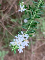 Olearia ramulosa