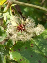 Clematis reticulata
