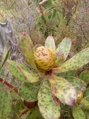 Leucadendron gandogeri