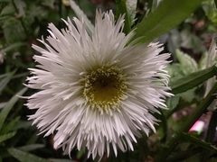 Malacothrix saxatilis