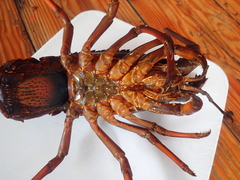 Sagmariasus verreauxi