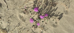 Abronia villosa villosa