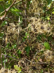 Clematis reticulata