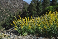 Solidago confinis