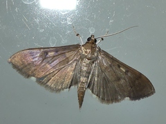 Herpetogramma sphingealis