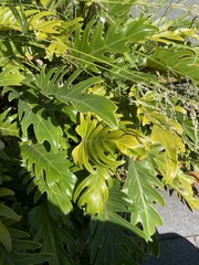 Thaumatophyllum xanadu