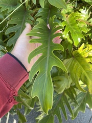 Thaumatophyllum xanadu