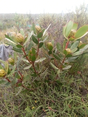 Leucadendron gandogeri