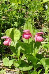 Cypripedium macranthos