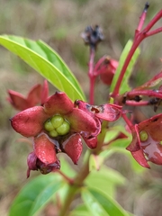 Clerodendrum indicum