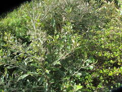 Olearia avicenniifolia