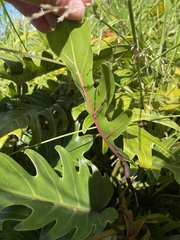 Thaumatophyllum xanadu