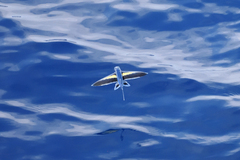 Cheilopogon abei