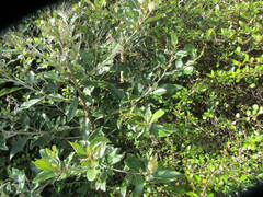 Olearia avicenniifolia