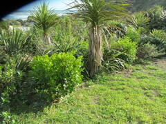Griselinia littoralis