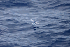 Exocoetidae