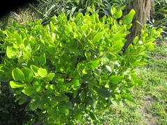 Griselinia littoralis