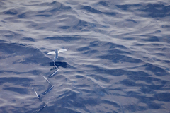 Exocoetidae