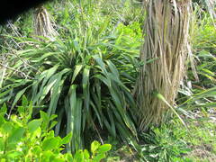 Phormium cookianum