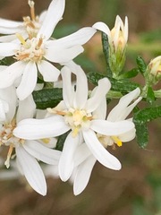 Olearia ramulosa