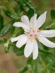 Olearia ramulosa