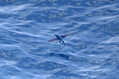Exocoetidae