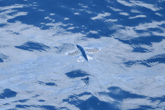Exocoetidae