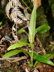 Pterostylis banksii