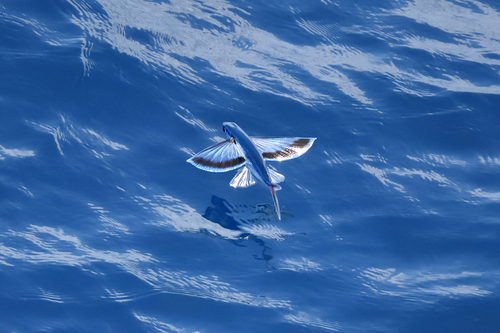 Hirundichthys oxycephalus