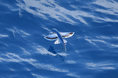 Exocoetidae