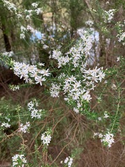 Olearia ramulosa