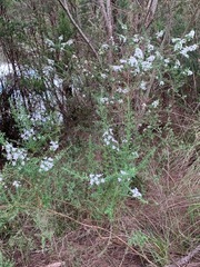 Olearia ramulosa