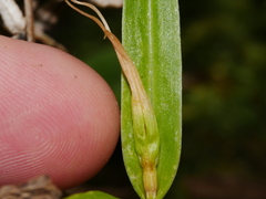Pterostylis banksii