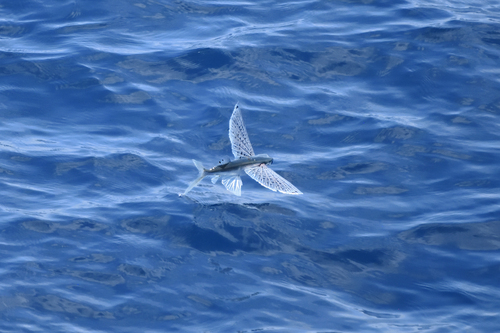 Glider flyingfish (Cheilopogon atrisignis) — Exocoetidae — 4