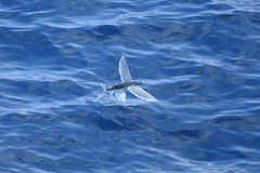 Exocoetidae