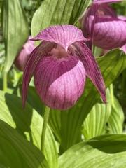 Cypripedium macranthos