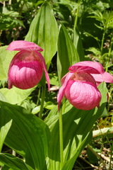 Cypripedium macranthos