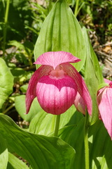 Cypripedium macranthos
