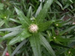 Malacothrix saxatilis